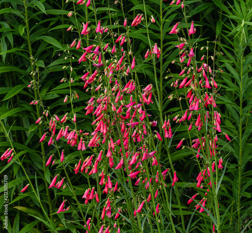 Фотография Beardtongue Penstemon flowers or Scarlet Bugler blooming in a Summer garden against green vegetation