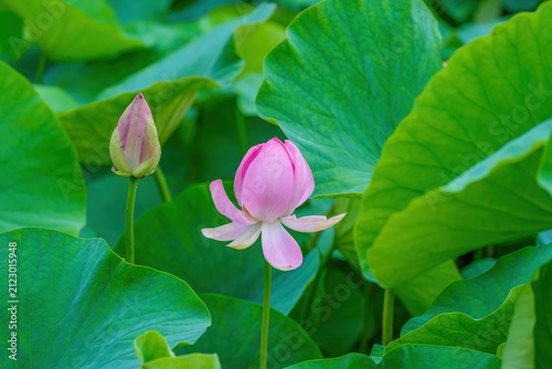 Obraz na płótnie 池に美しく咲く一輪のピンクの大賀ハスの花と青々とした緑の葉