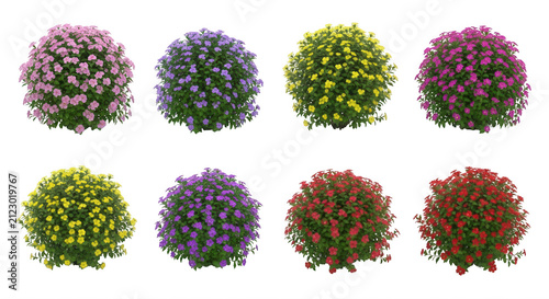 colorful flowering bushes isolated on white landscaping decoration or design elements