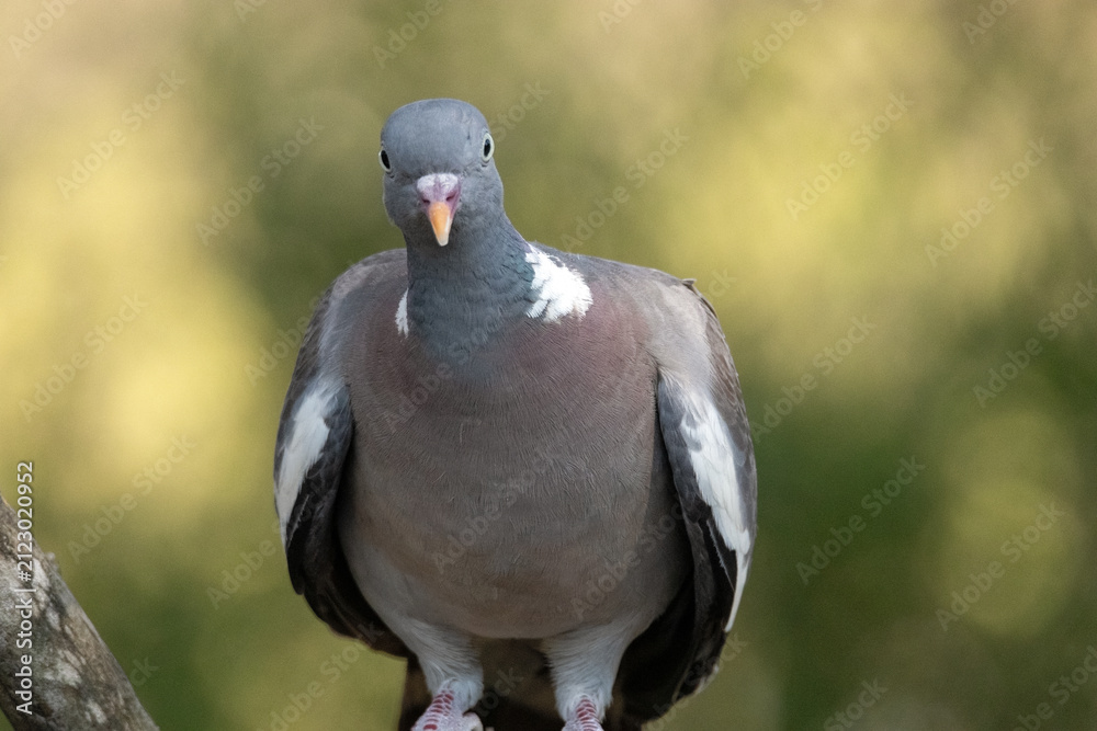 Fototapeta premium Una extraordinaria y bella Paloma torcaz (Columba palumbus)