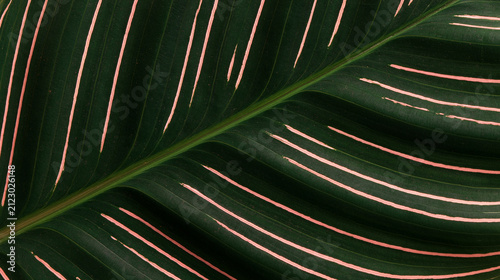 Tropical Leaf with Pink Striped Variegation Detail