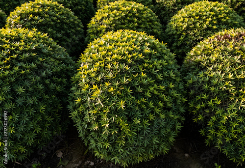 Lush green podocarpus macro...