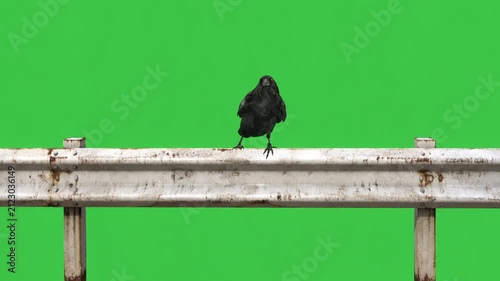 Raven on a highway guardrail green screen