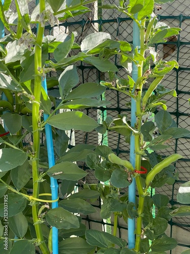 Fotografía Broad bean Vicia faba herb