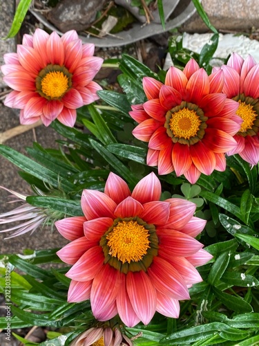 Treasure flower Gazania rigens Flower blooming ornamental perennial. Striking pink orange ray florets light stripes yellow disc centers dark basal ring. Deep green lanceolate lobed foliage plant.