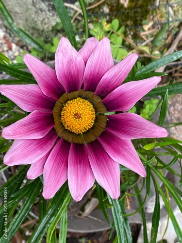 Treasure Flower Gazania rigens flowering ornamental Asteraceae plant. Vibrant pink petals surrounding dark central ring highlighting bright yellow disc florets. Narrow green foliage.