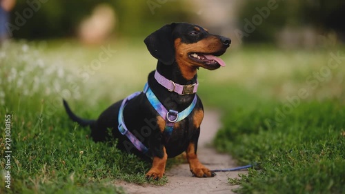 Cute Black and Tan Dachshund Dog in Colorful Harness Sitting Outdoors in Summer Park
