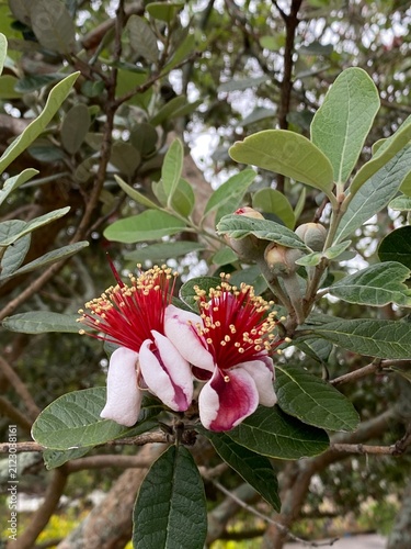 Feijoa Acca sellowiana evergreen shrub showing distinctive ornamental flowers. Fleshy white pinkish petals surrounding vibrant prominent red stamens topped with yellow pollen producing anthers.