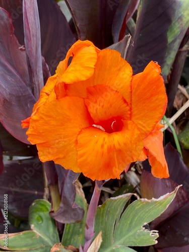 Canna lily Canna sp flower blooming perennial herb featuring vibrant orange asymmetrical petals atop dark bronze stems. Cultivated ornamental flowering plant displaying stunning rich tropical botany.