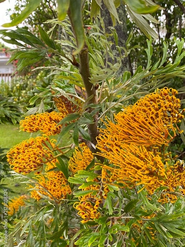 Grevillea Honey Gem (Grevillea sp) Shrub. Evergreen plant featuring vibrant orange cylindrical inflorescences. Deeply pinnatifid fern like green foliage with silvery undersides.