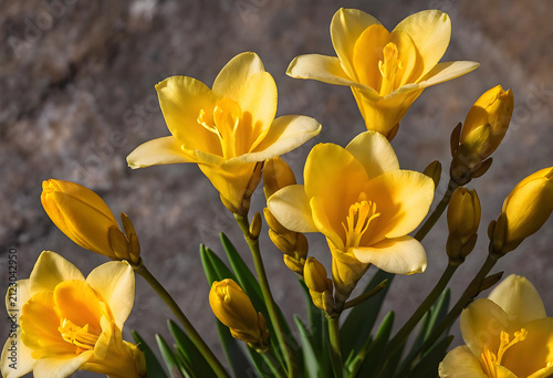 Yellow freesia flowers and ...