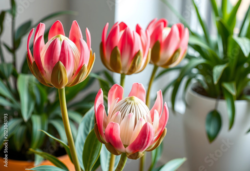 Pink protea flowers with gr...