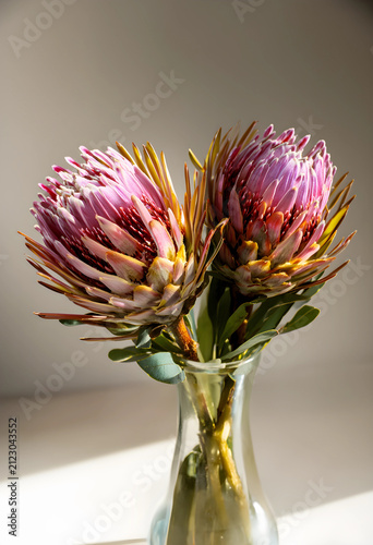 Two pink protea flowers in ...