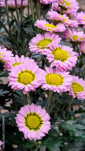 Obraz na płótnie Soft Pink Daisy Chrysanthemums with Bright Yellow Centers in Autumn
