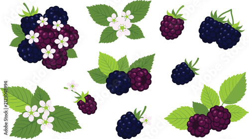 Cuadro en lienzo Fresh blackberry fruit set with green leaves white blossoms wild ripe and unripe