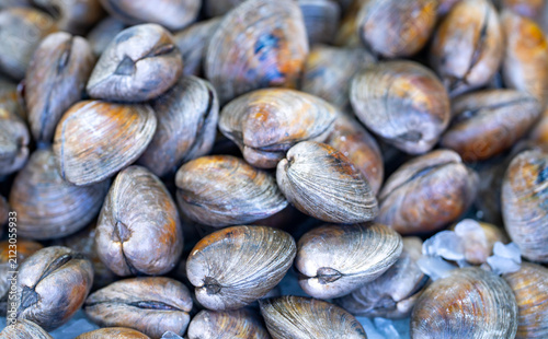 Bivalve shell texture. Bivalve pile closeup. Raw bivalve shellfish. Fresh bivalve seafood.