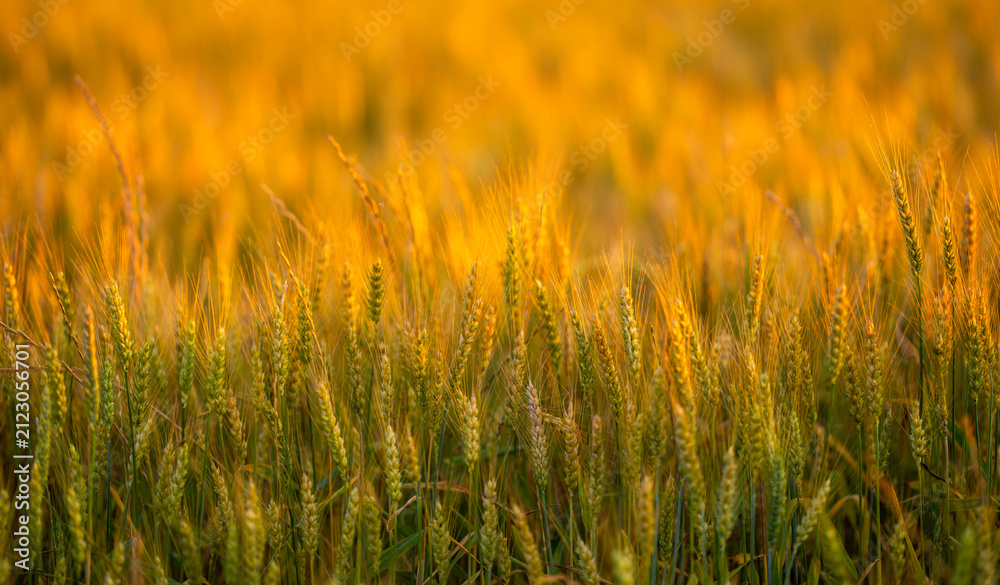 Naklejka premium Wheat grows in farmland. Wheat spike forms silhouette. Golden wheat catches daylight. Rural wheat meets sunlight.