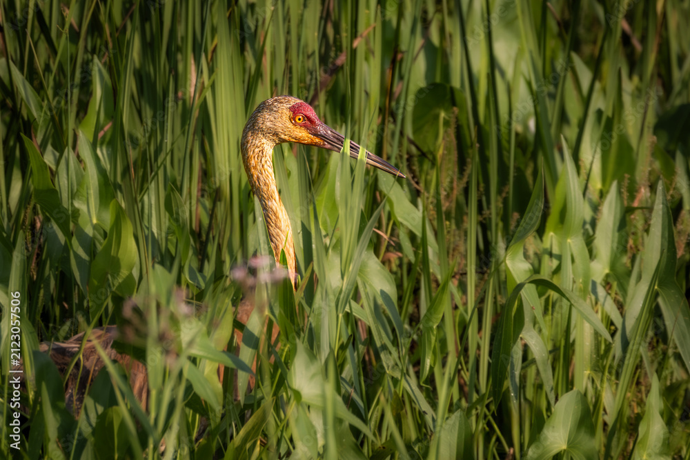 Obraz premium Close up portrait of a sandhill crane head in a marsh.