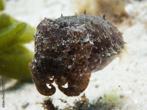 Photography Cuttlefish hovering