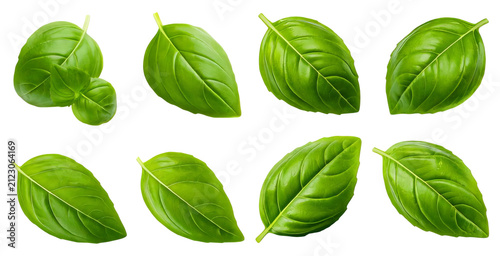 Fresh. Basil. Green Leaves., isolated transparent background