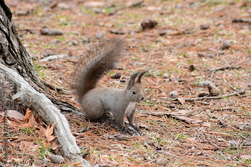 地面に下りた早春のリス