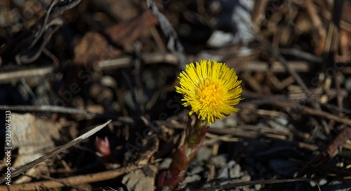 Quadro su tela First spring coltsfoot blooms blooming on dry forest ground.