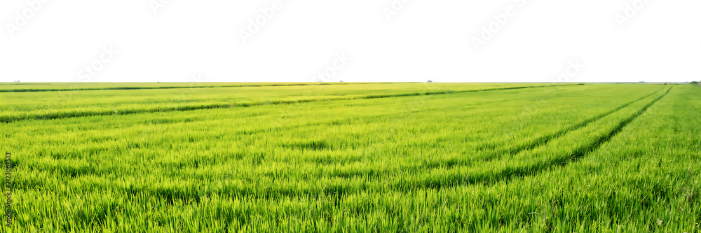 Obraz premium Panoramic view of a vibrant green agricultural wheat field under bright sunlight, showcasing rows of young crops in a rural landscape setting isolated on a transparent background
