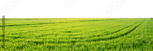 Panoramic view of a vibrant green agricultural wheat field under bright sunlight, showcasing rows of young crops in a rural landscape setting isolated on a transparent background