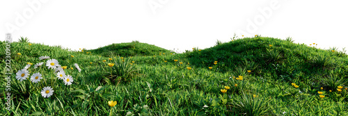 Green meadow with white daisies and yellow wildflowers, rolling grassy hills, spring landscape, natural outdoor scenery, fresh flowers, floral field isolated on a transparent background