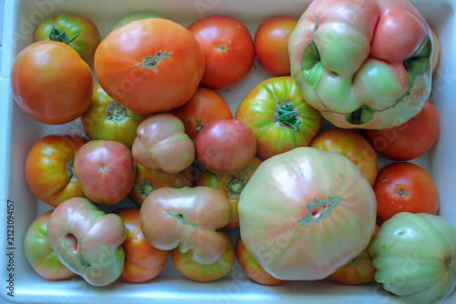 Top view of freshly harvested various organic heirloom tomatoes in box