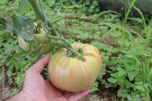 Close up of hand holding ribbed heirloom tomato growing on plant