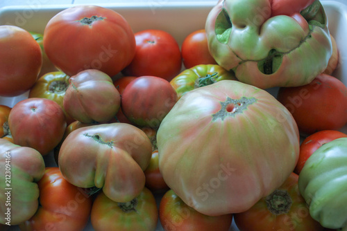 Pile of freshly picked heirloom tomatoes showing different shapes and colors