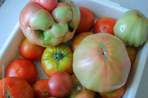 Freshly harvested heirloom tomatoes including large ugly variety in tray