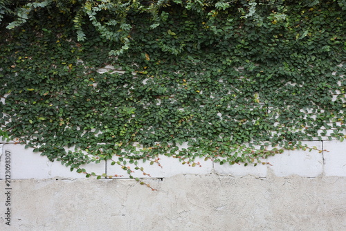 Obraz na płótnie A weathered concrete wall with creeping green vines, creating a natural urban texture background with copy space, ideal for design, architecture, and nature concepts