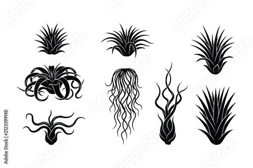 Air plant tillandsia silhouette assortment featuring unique succulent leaf shapes