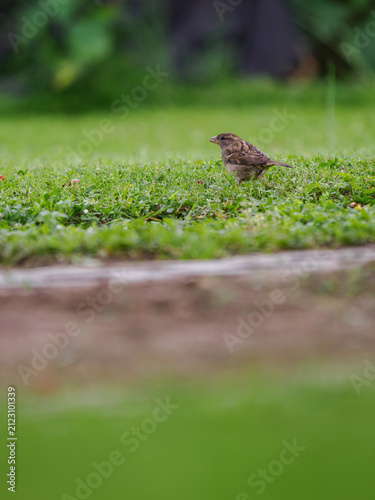 Female house sparrow on a green mown lawn in a garden.