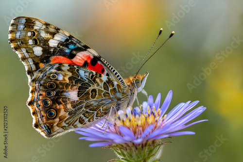 Colorful Butterfly Resting on Purple Wildflower Macro Photography