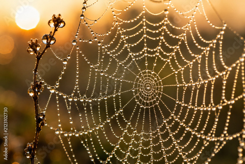 Spider Web Covered with Dew Drops at Sunrise Macro Nature