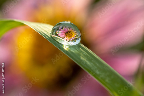 Macro Water Droplet Reflecting Pink Flower on Green Leaf