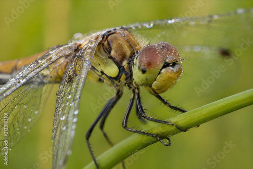 Macro Dragonfly Covered with Morning Dew on Green Grass Stem