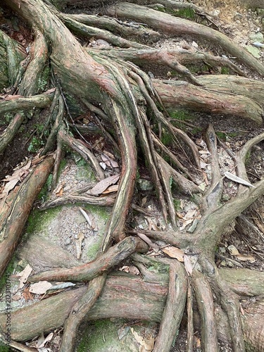 Exposed Tree Roots on a Forest Floor