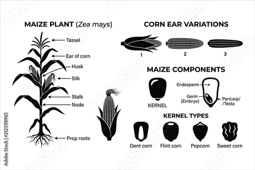 Maize plant botanical diagram with corn ear variations and kernel types, educational biology vector set, zea mays anatomy infographic