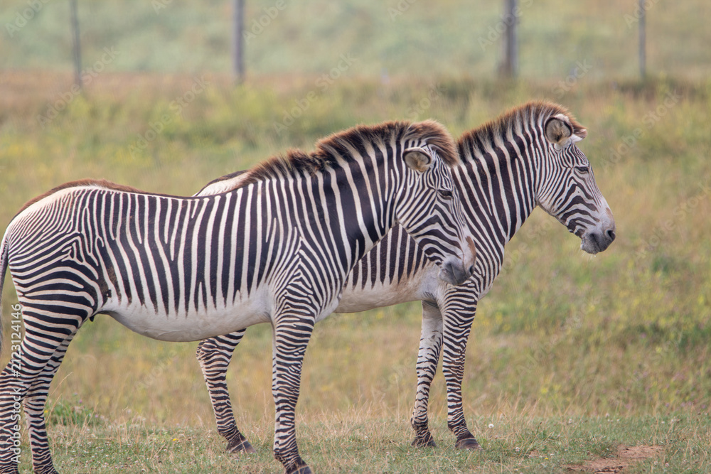 Obraz premium Grevy's zebra at a local zoo