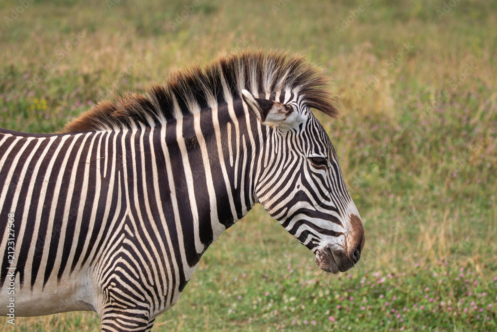 Obraz premium Grevy's zebra at a local zoo