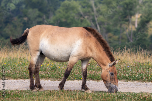 A Przewalski's Wild Horse at a local zoo