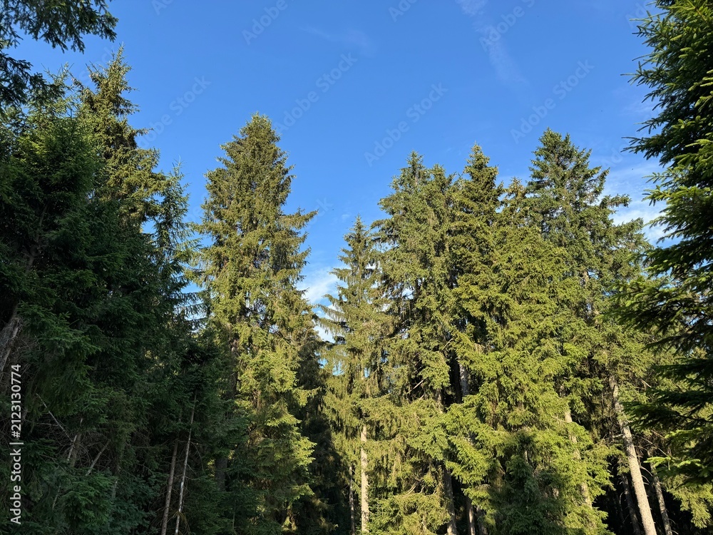 Fototapeta premium Mixed forest in the Black Forest National Park or mixed trees of the Black Forest, Germany - Mischwald im Nationalpark Schwarzwald oder Mischwälder des Schwarzwaldes, Deutschland