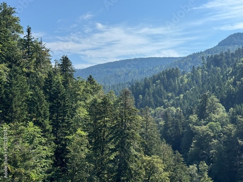 Mixed forest in the Black Forest National Park or mixed trees of the Black Forest, Germany - Mischwald im Nationalpark Schwarzwald oder Mischwälder des Schwarzwaldes, Deutschland