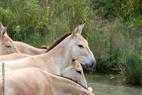 Принти на полотні Persian Onager at a local zoo