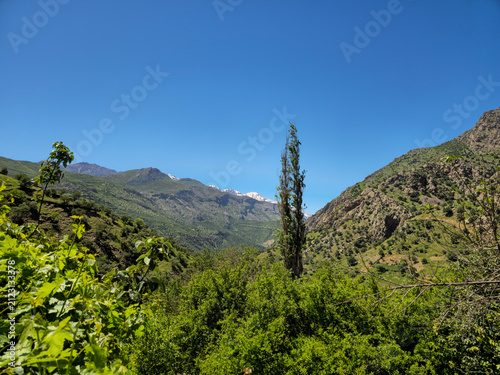 Fotografía Lush alpine valley frames a soaring cypress, with snow-capped peaks glowing beyond verdant spring hillsides beneath brilliant blue skies
