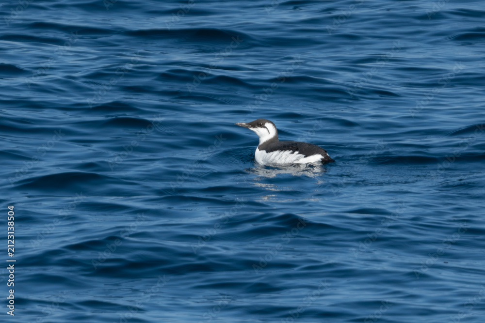 Fototapeta premium 冬の北の海を泳ぐ貴重な海鳥、紺碧の水面に浮かぶ美しいウミガラスの姿